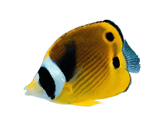 poisson jaune